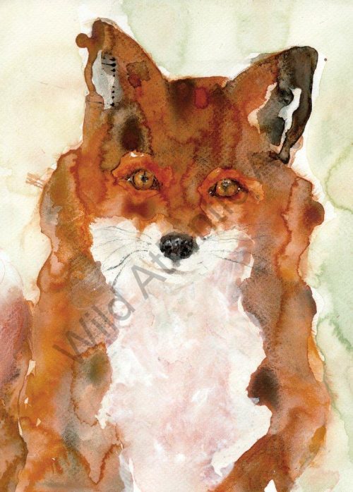 Red Fox