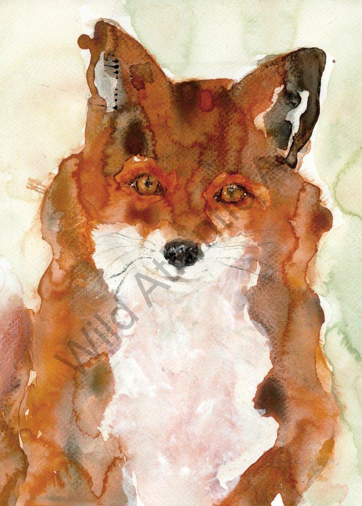 Red Fox