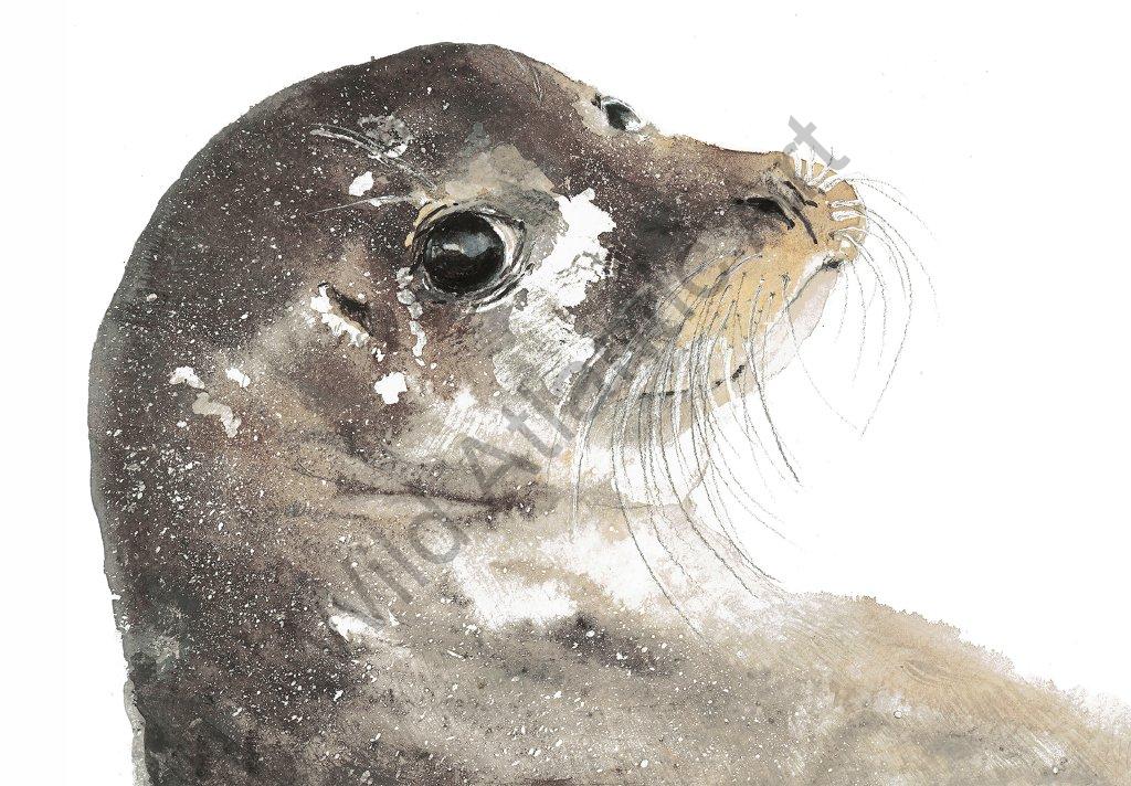 The Atlantic Seal