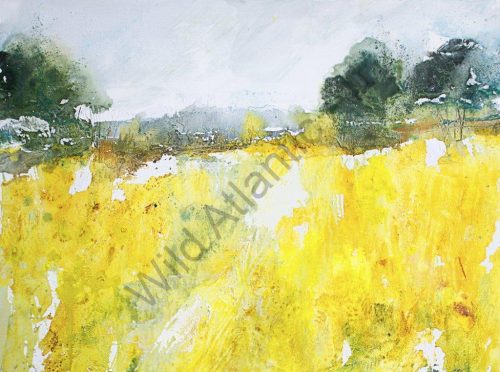 Fields of Gold